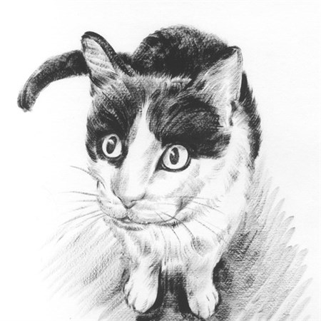 Hand Painted Ink Rendering Portrait of A Cute Cat from the Photo - myDaVinci